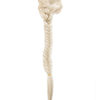 Fishtail Ponytail